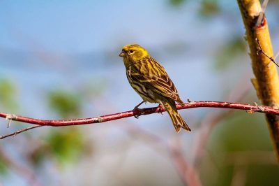 Serin