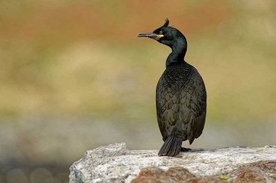 Shag
