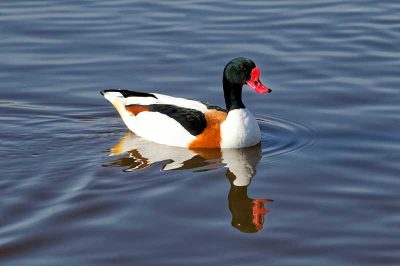 Shelduck