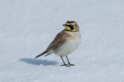 Shore Lark