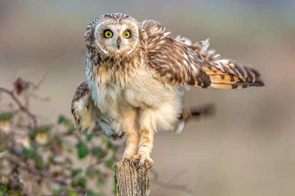Short Eared Owl