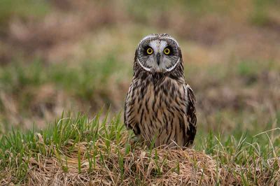 Short-Eared Owl