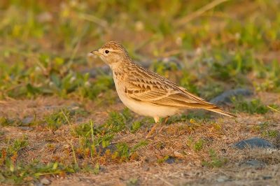 Short-Toed Lark