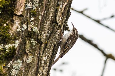 Short-Toed Treecreeper