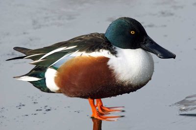 Shoveler