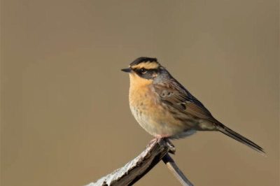 Siberian Accentor