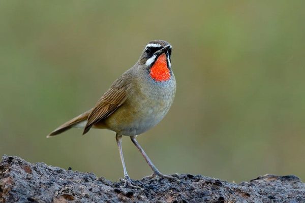 Siberian Rubythroat