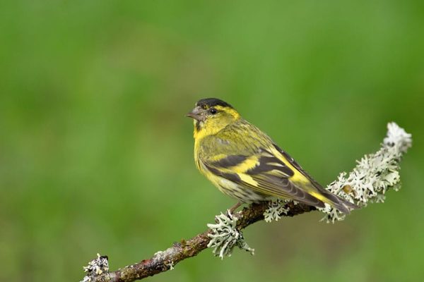 Siskin