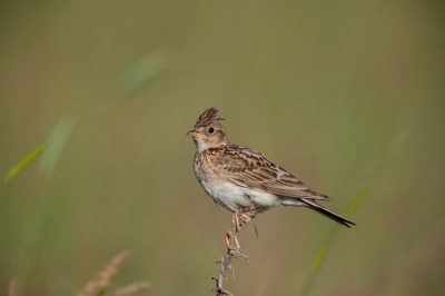 Skylark