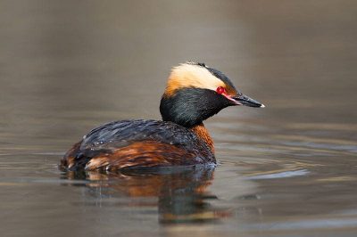 Slavonian Grebe