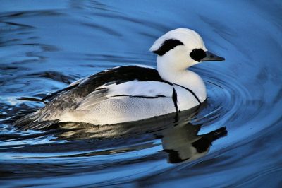 Smew