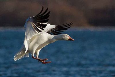 Snow Goose