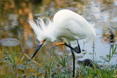 Snowy Egret