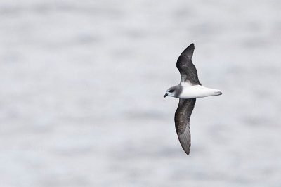 Soft-Plumaged Petrel