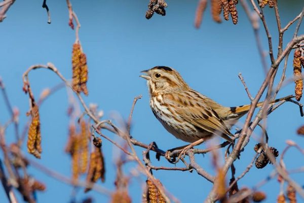 Song Sparrow