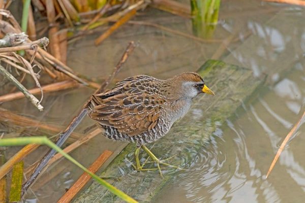 Sora Rail