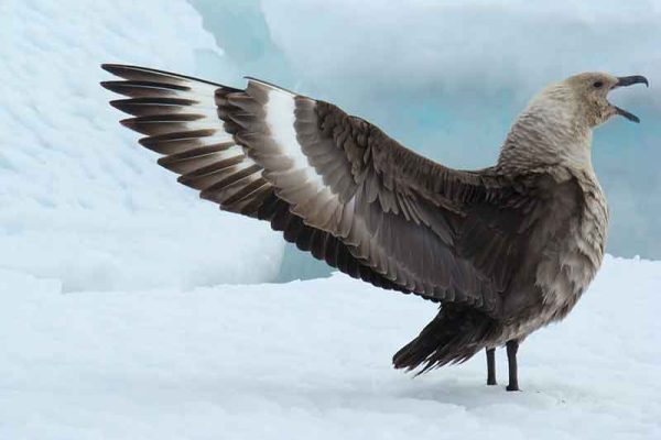 South Polar Skua