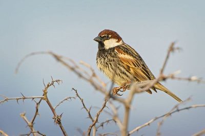 Spanish Sparrow