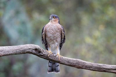 Sparrowhawk