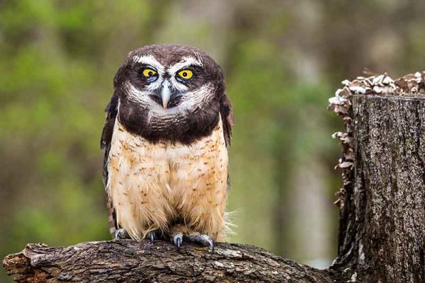 Spectacled Owl