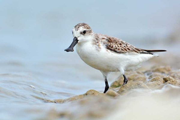 Spoon-Billed Sandpiper