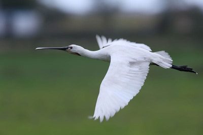 Spoonbill