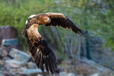 Spotted Eagle
