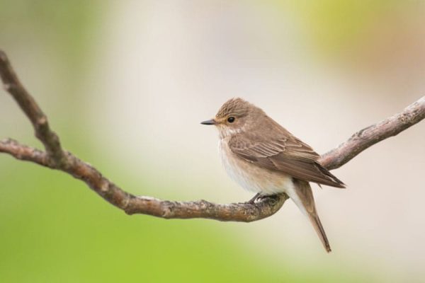 Spotted Flycatcher