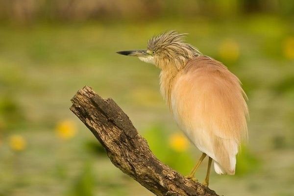 Squacco Heron