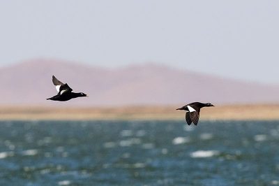 Stejneger's Scoter
