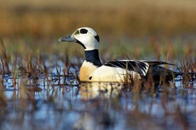 Steller's Eider