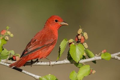 Summer Tanager