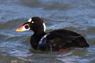 Surf Scoter