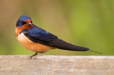 Swallow