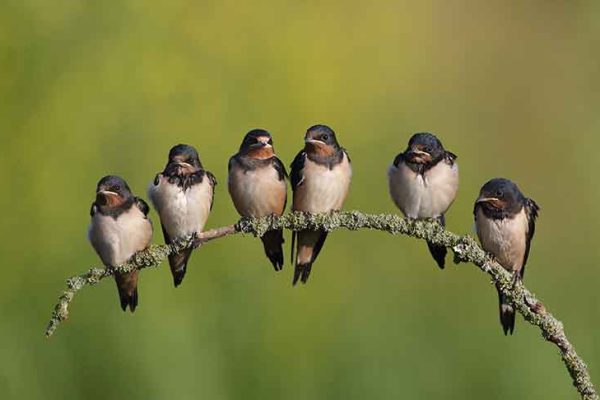 Swallows