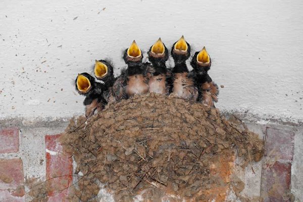 Swallow Chicks