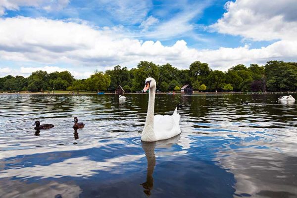 Swans Hyde Park