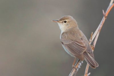 Sykes's Warbler