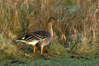 Taiga Bean Goose