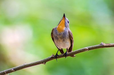 Taiga Flycatcher