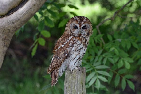 Tawny Owl