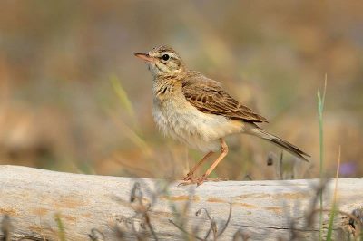 Tawny Pipit