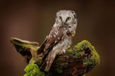 Tengmalm's Owl