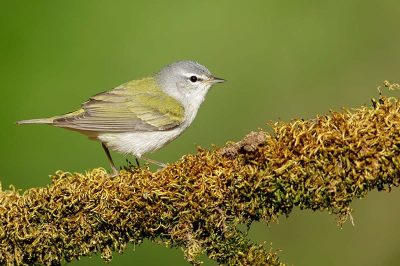 Tennessee Warbler