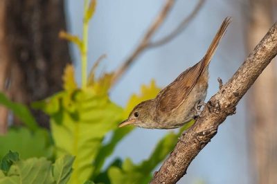 Thick-Billed Warbler