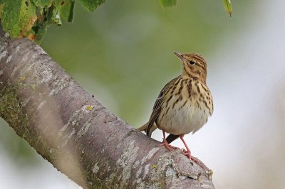 Tree Pipit