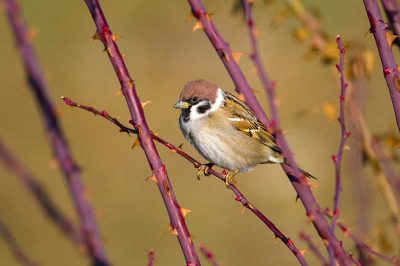 Tree Sparrow