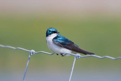 Tree Swallow