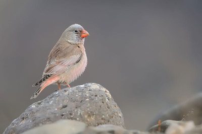 Trumpeter Finch