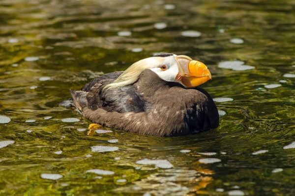 Tufted Puffin